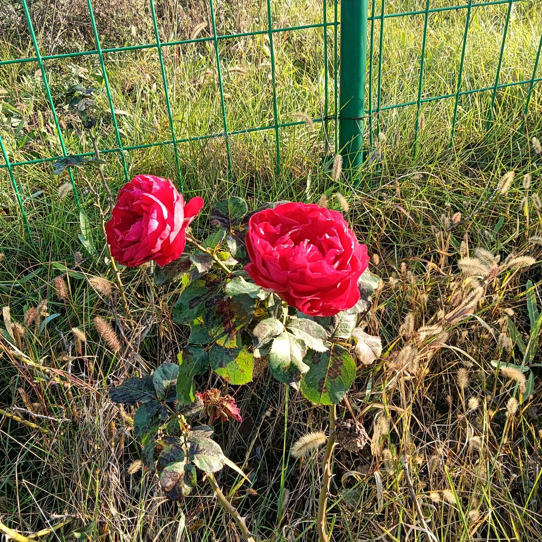 余生随心✺◟(∗❛ัᴗ❛ั∗)◞✺