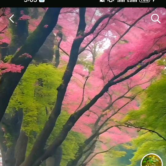 向日葵花子
