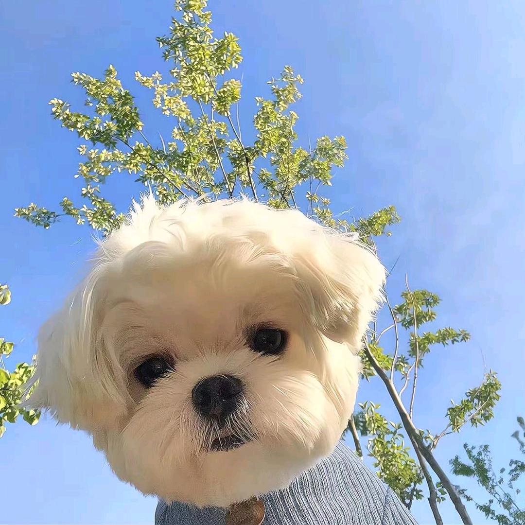 顾惠刚