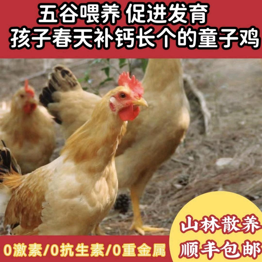 正宗散养禽品严选