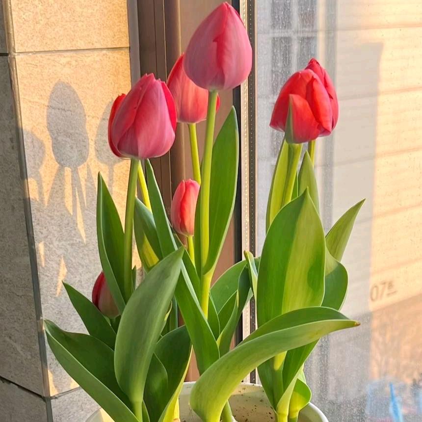 芳姐.