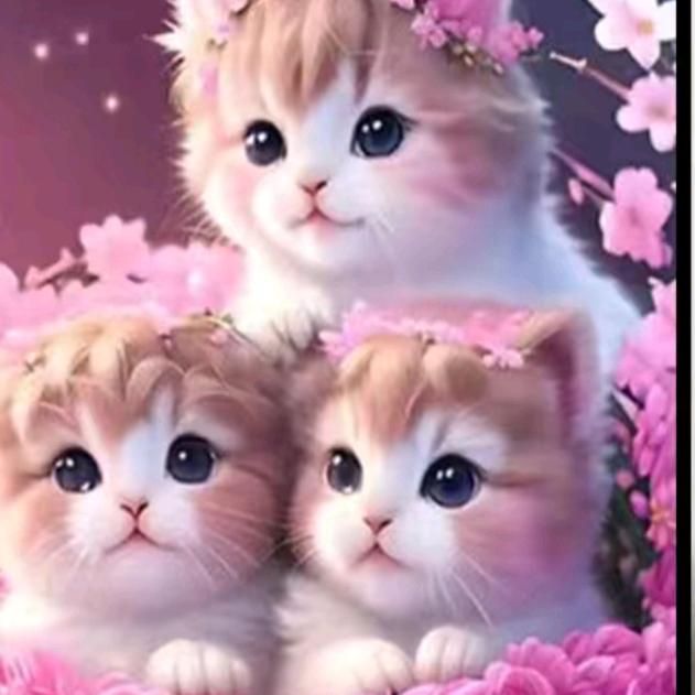 小花猫
