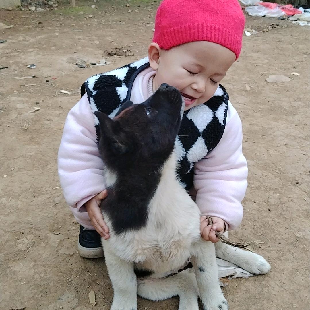 中华田园犬黑舌