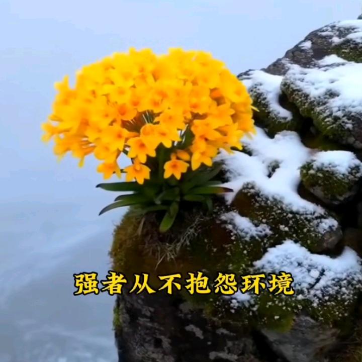 梅朵