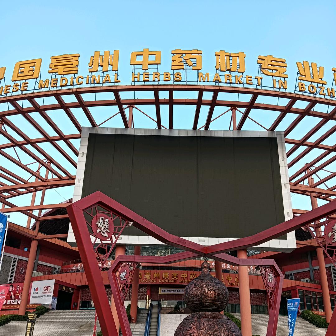 猫爪草，夏天无，金蝉种苗提供种子技术服