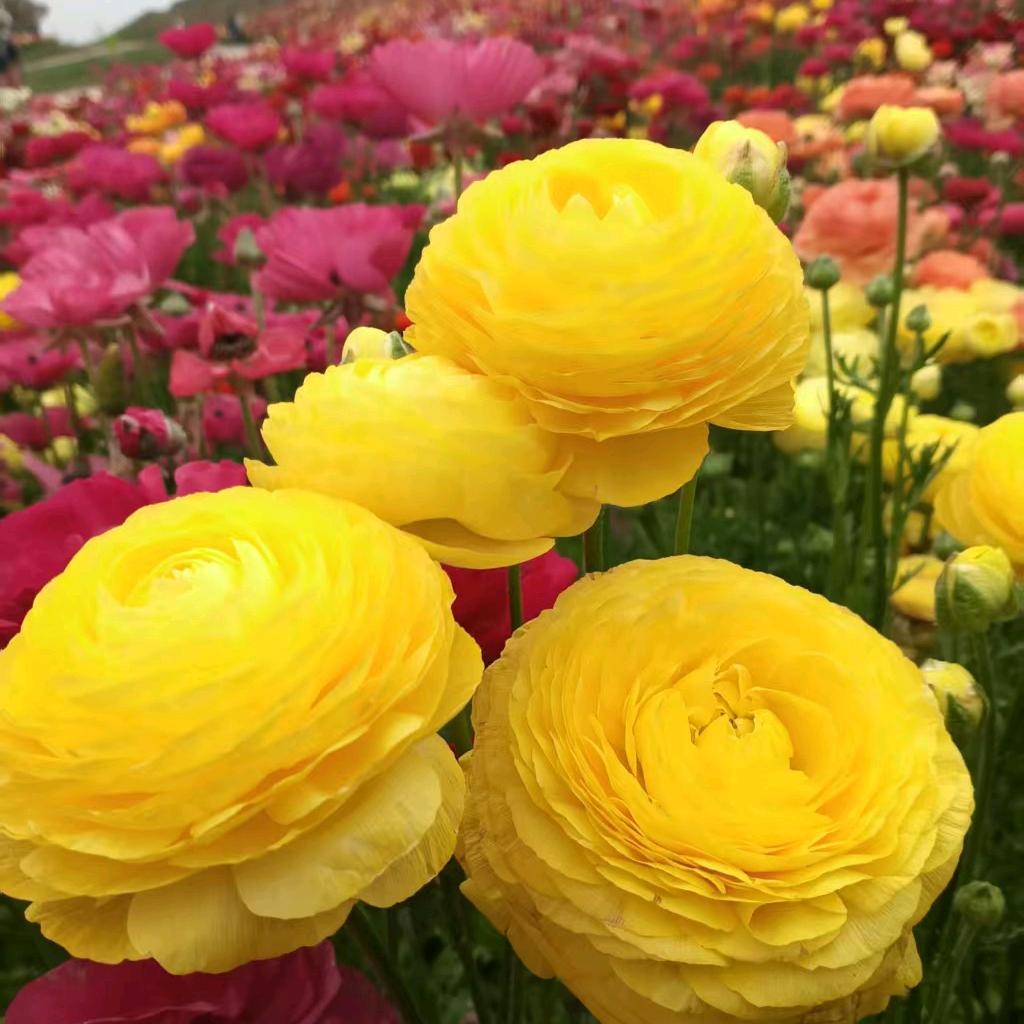 《兰花》