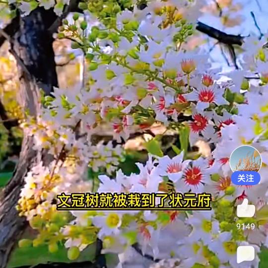 一花一世界