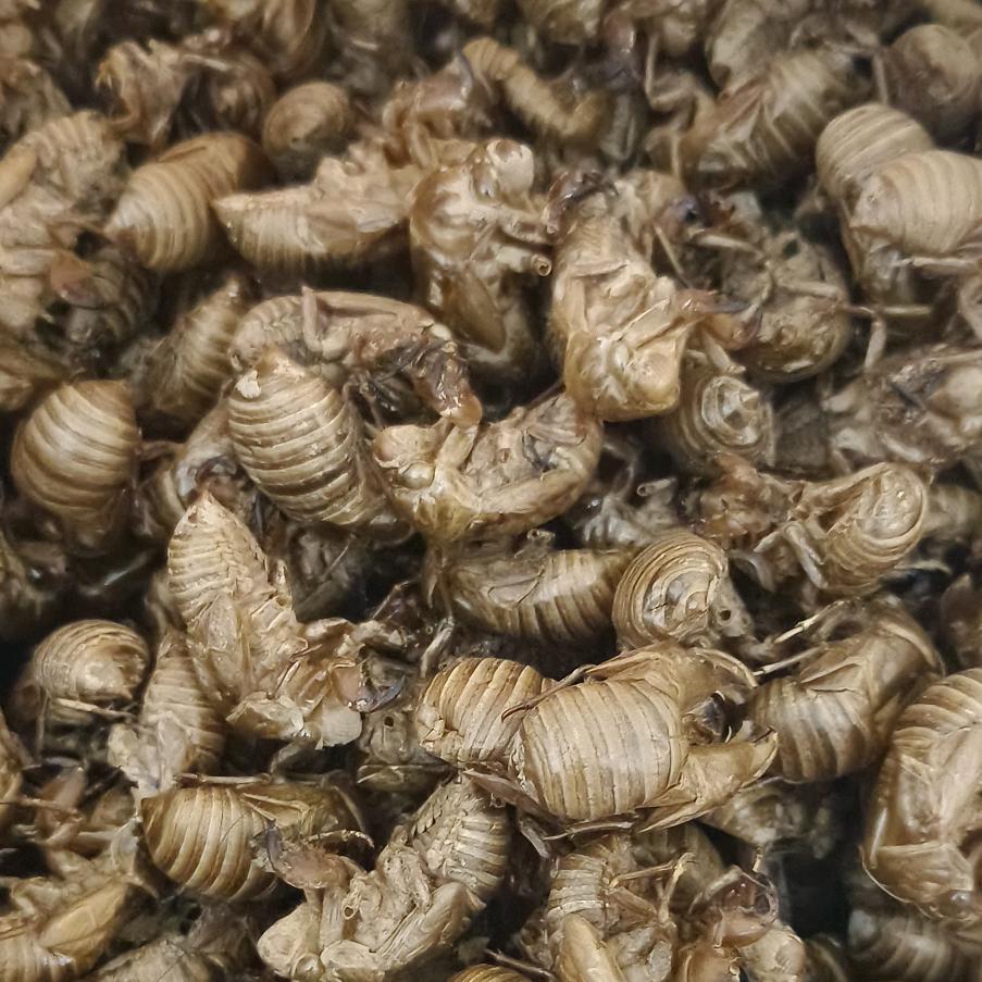 厚伯岐针一于哥虫蜕