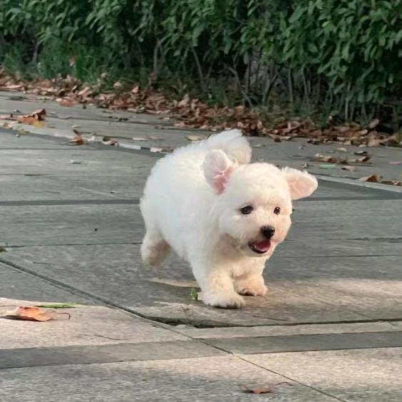小许宠物