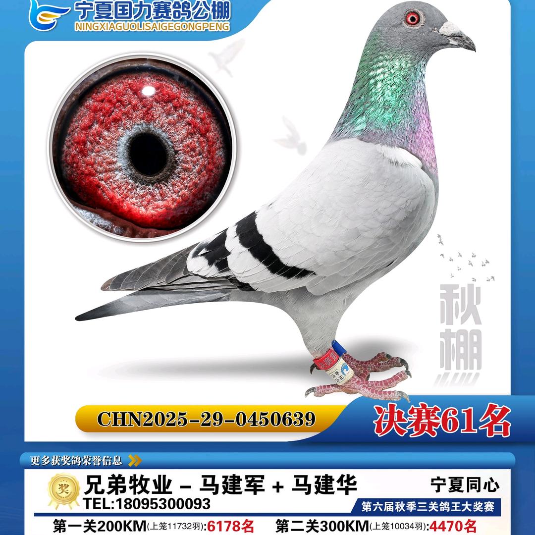 兄弟牧业马建军