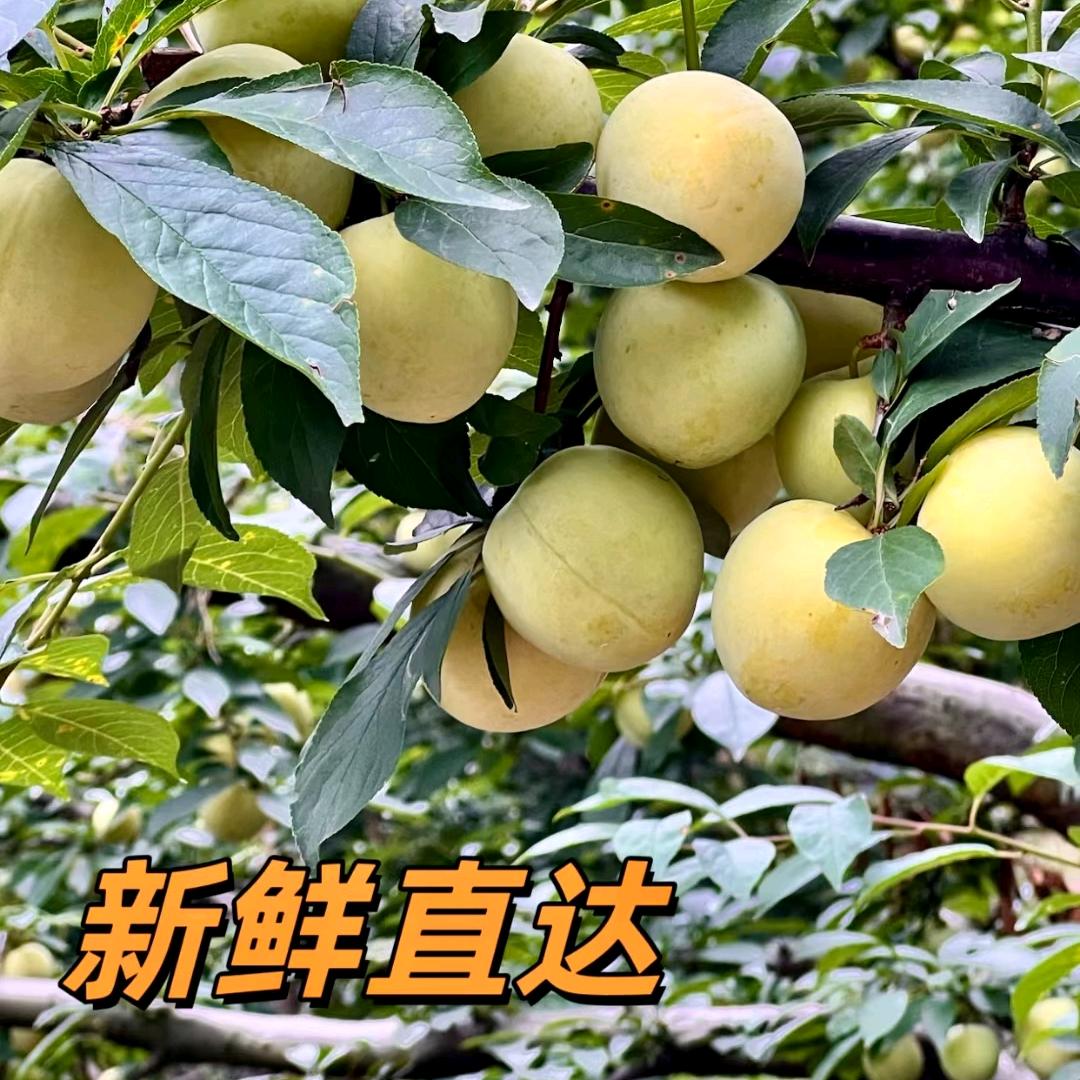 品源香果
