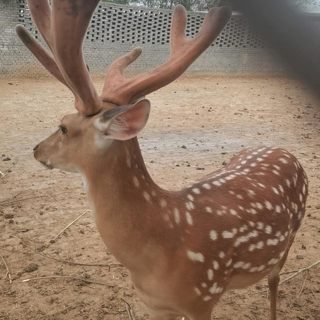 湖北竹山擂鼓罐子口钟氏鹿业