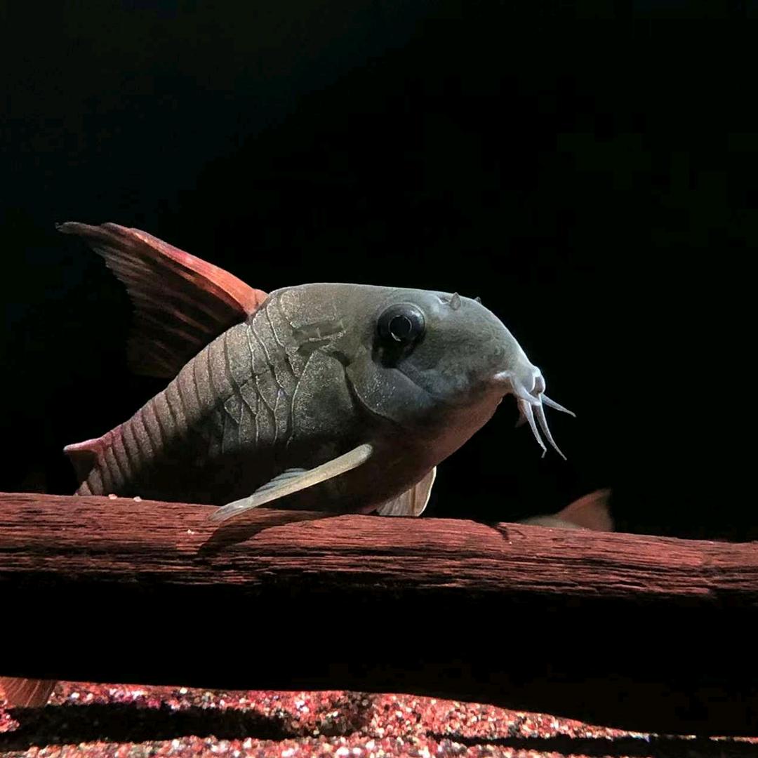 一帆帆帆帆帆风顺⛵️