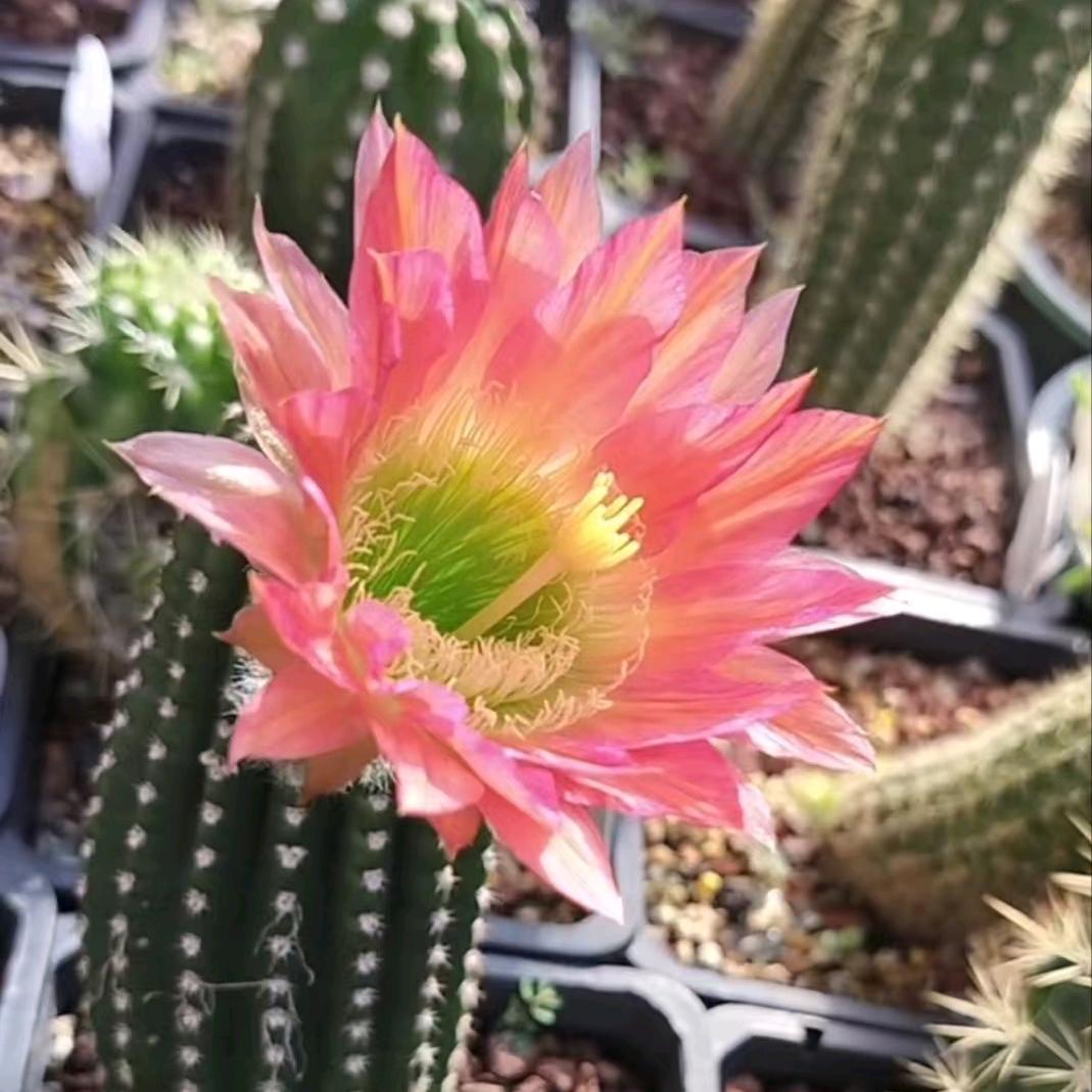 12345上山打老虎i