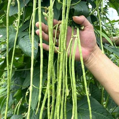 豆角高产种植技术员