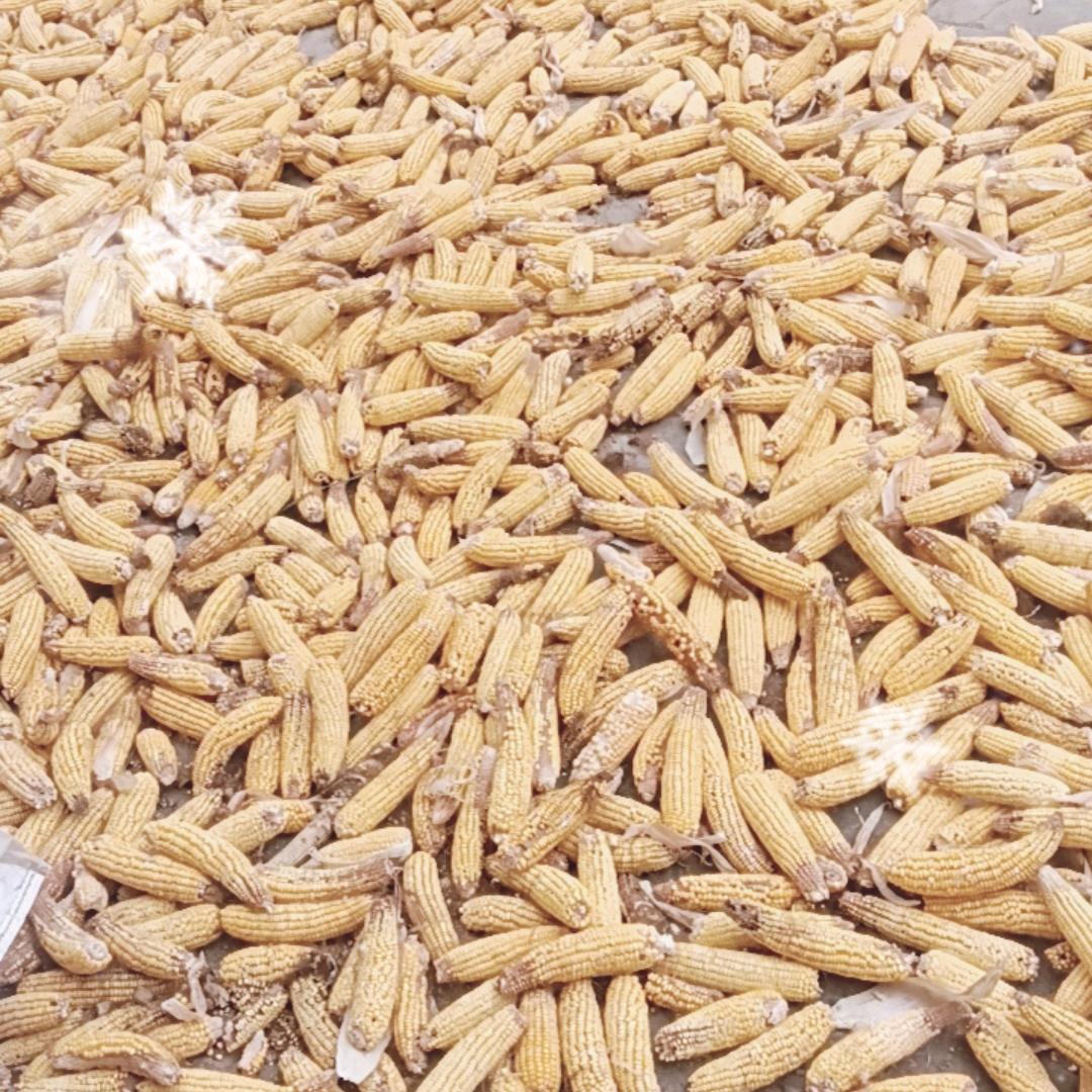 四零年代的我