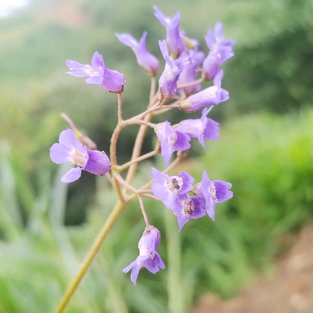 小阿琴