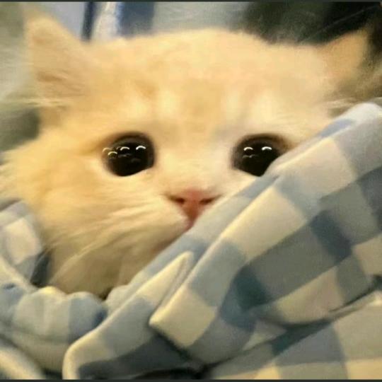 又开始了是吗ʕ•͡