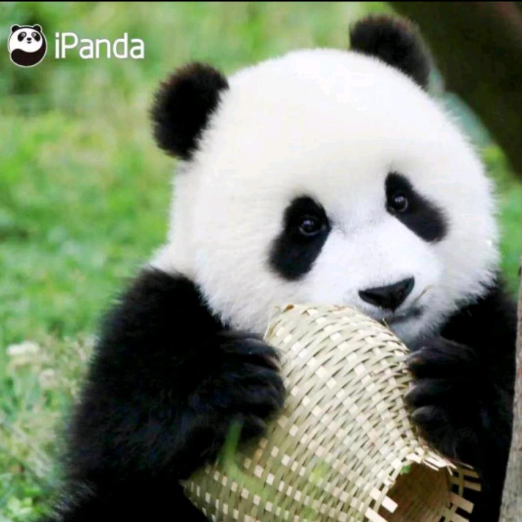 为你痴狂