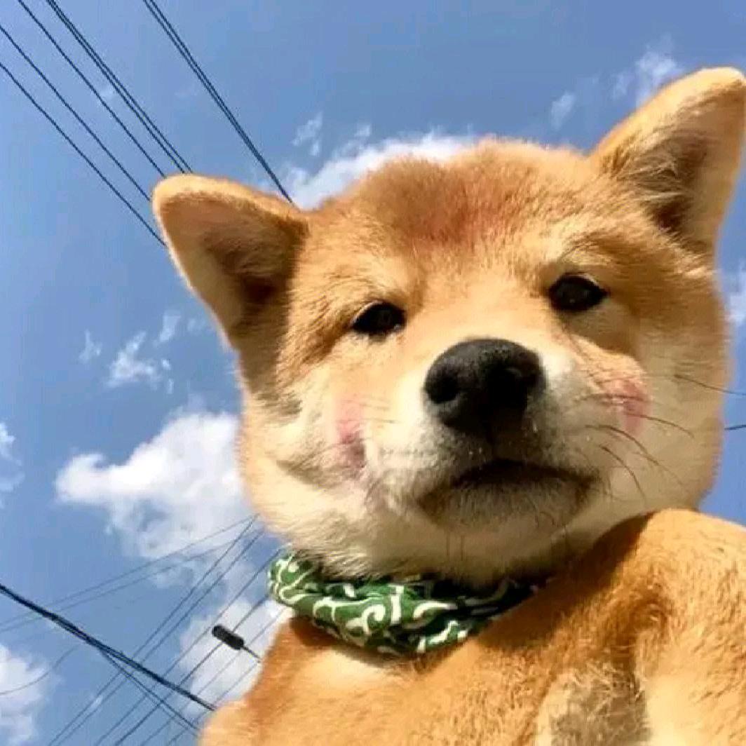 爱做梦🌸