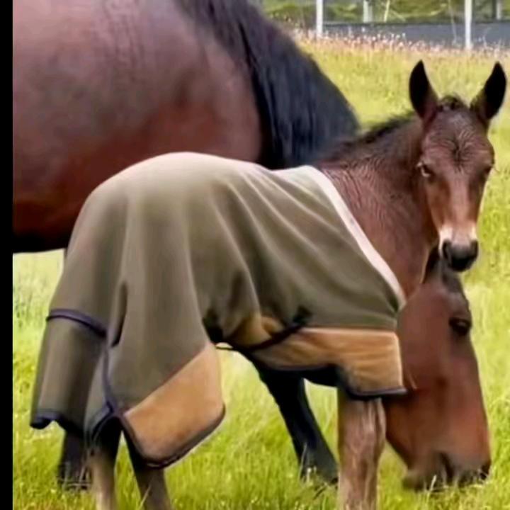 ༄༅་࿐པདྨ༈