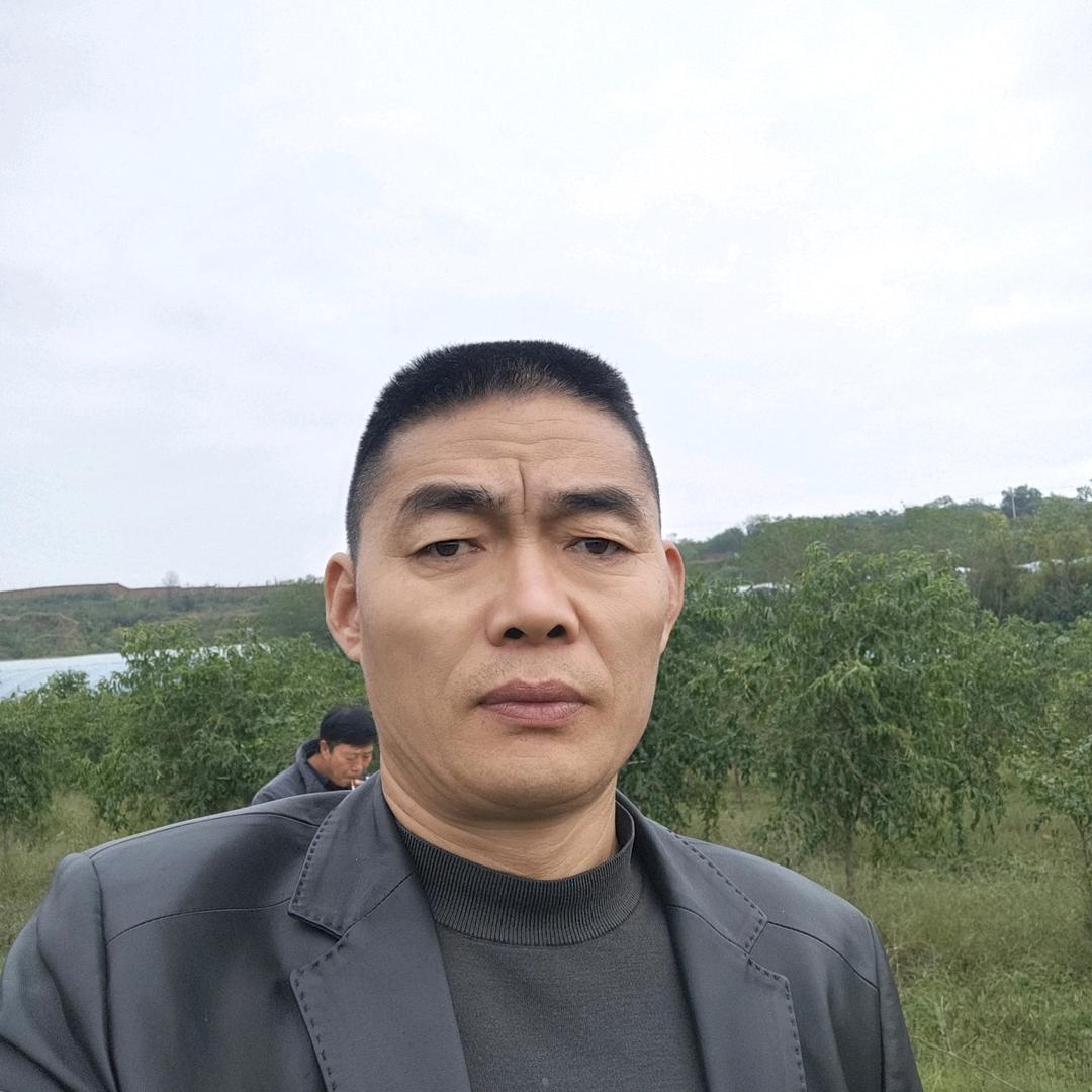 大荔冬枣苗木(春风无意)