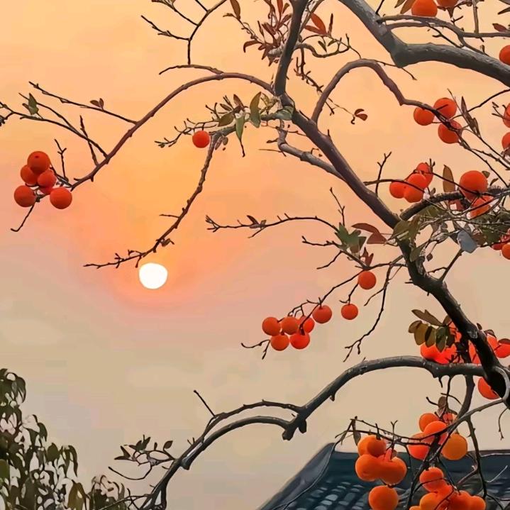明月几时有，清光何处无