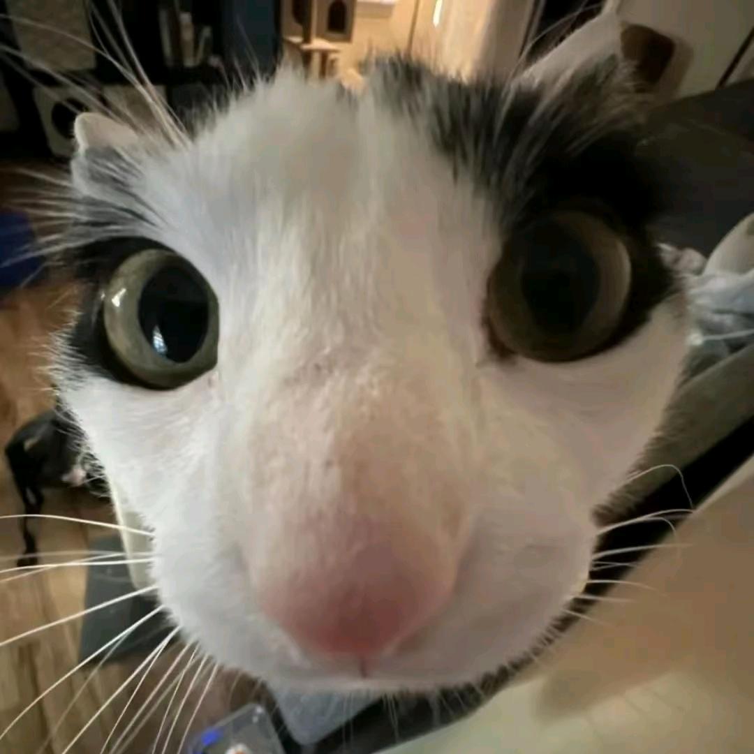 桥