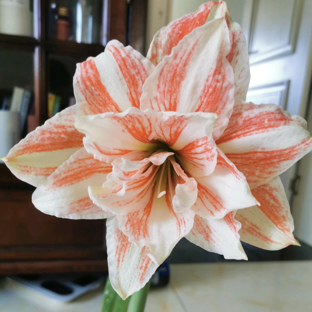 芳菲集