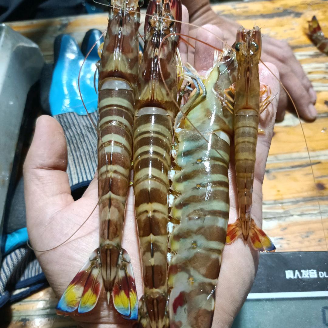 海鲜运输4.2