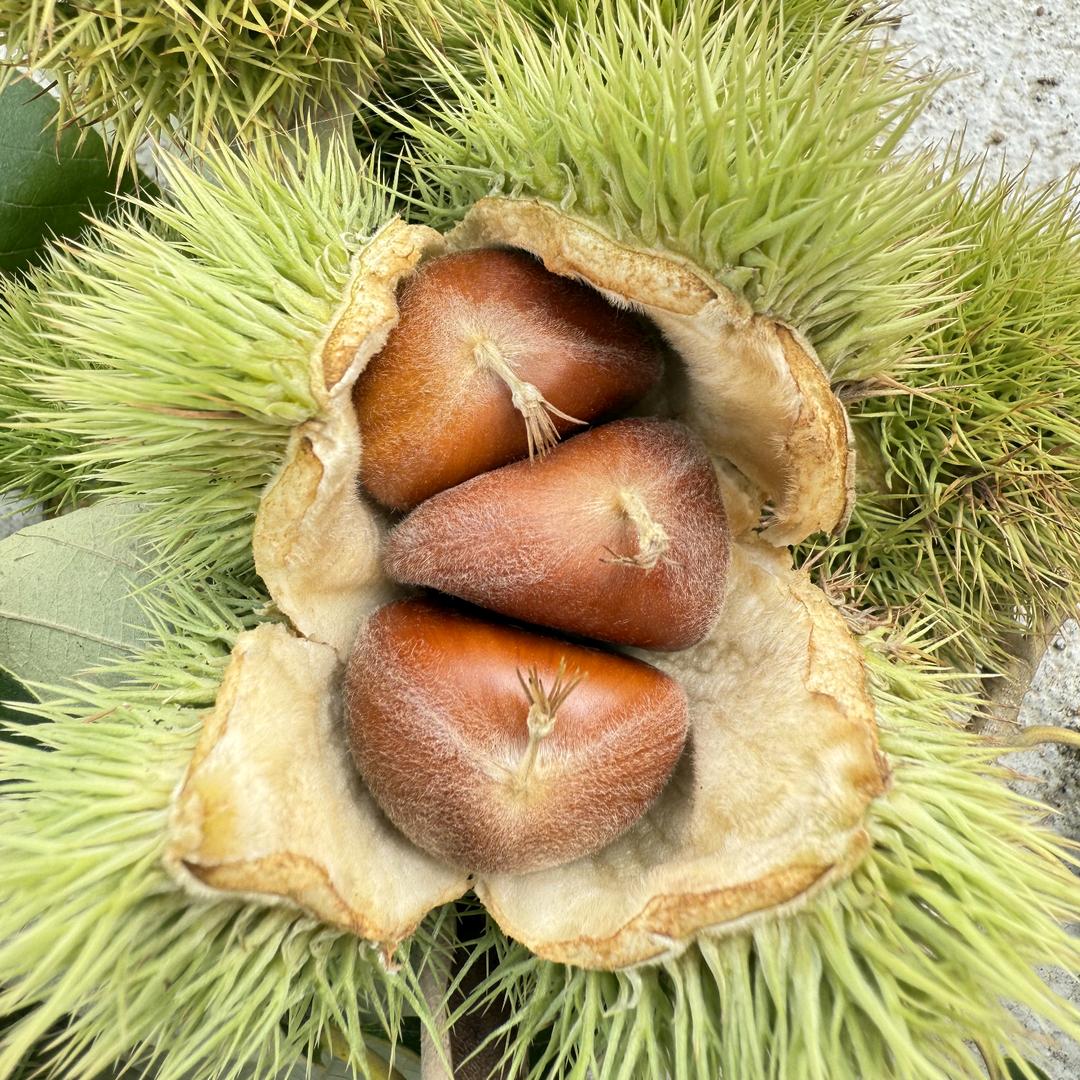 向阳土特产山货