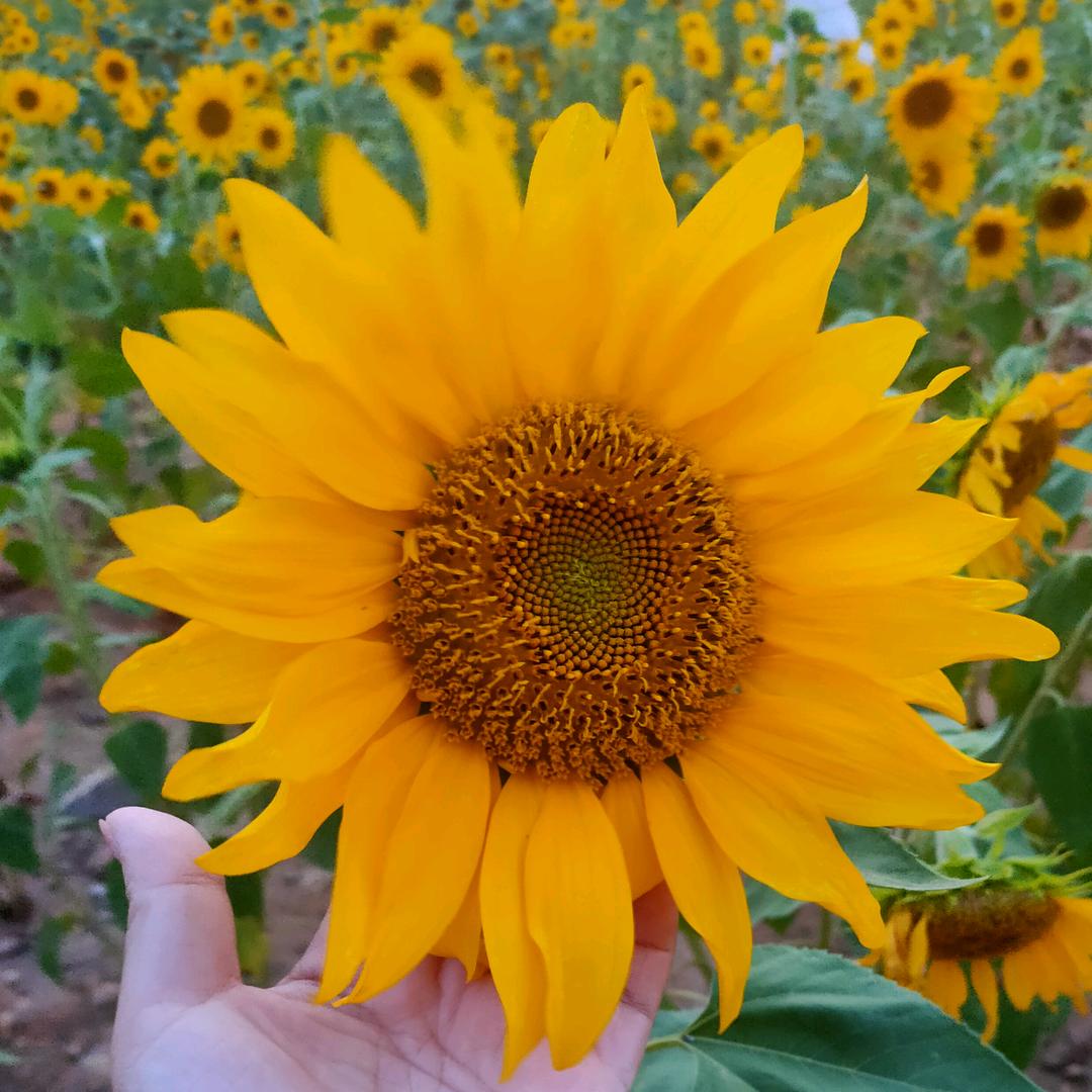 🌸余生安好🌸