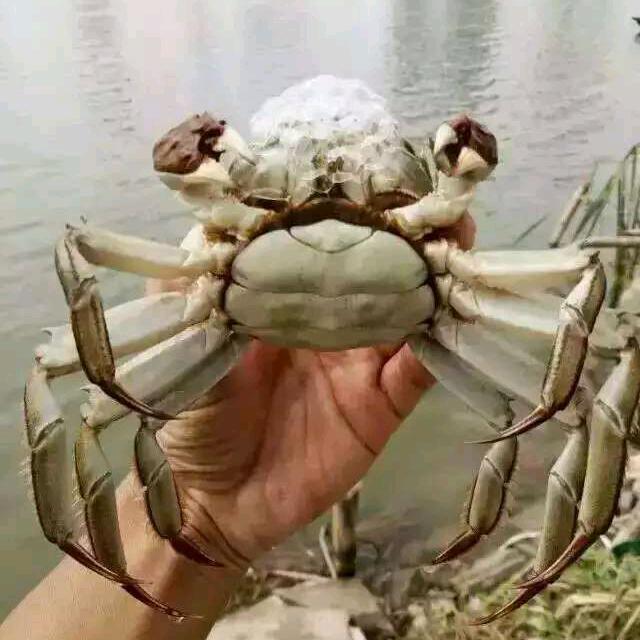 邵四蟹业