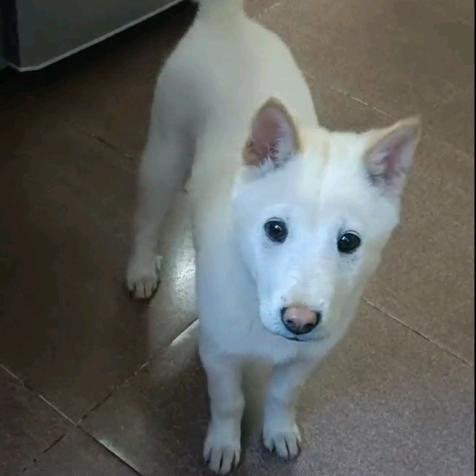 田园犬小白