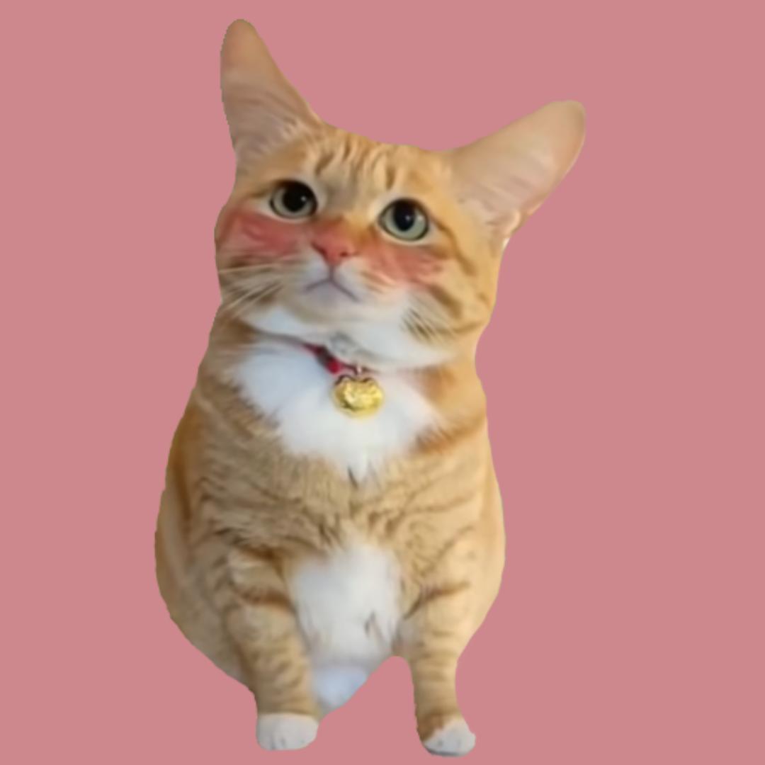 猫小言(猫meme小剧场)