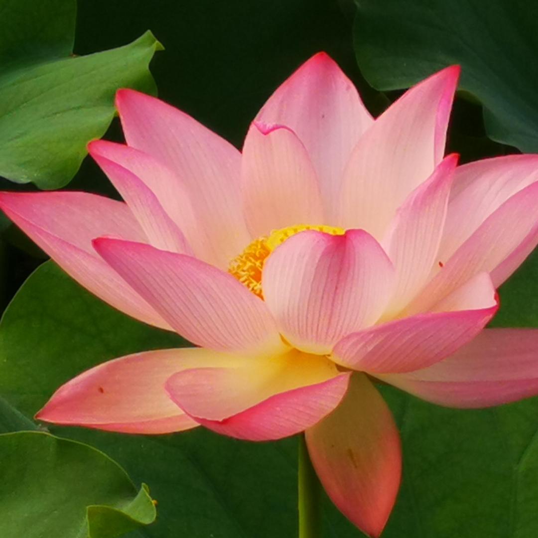 房岩直播上品（菲郁店）