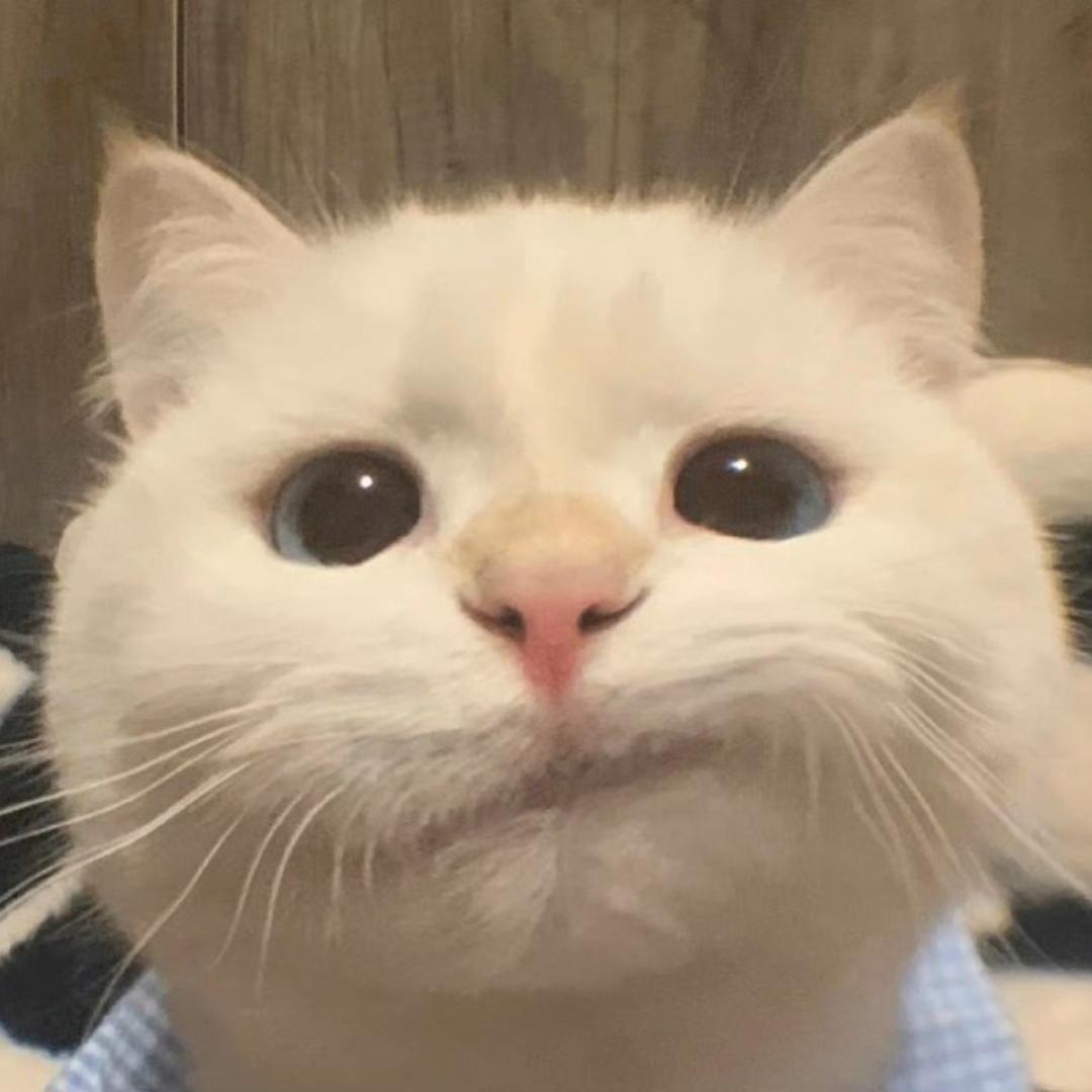 🍓一坨猫