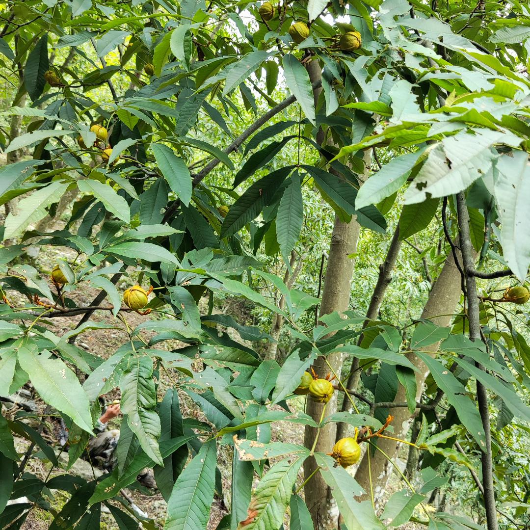康康小核桃