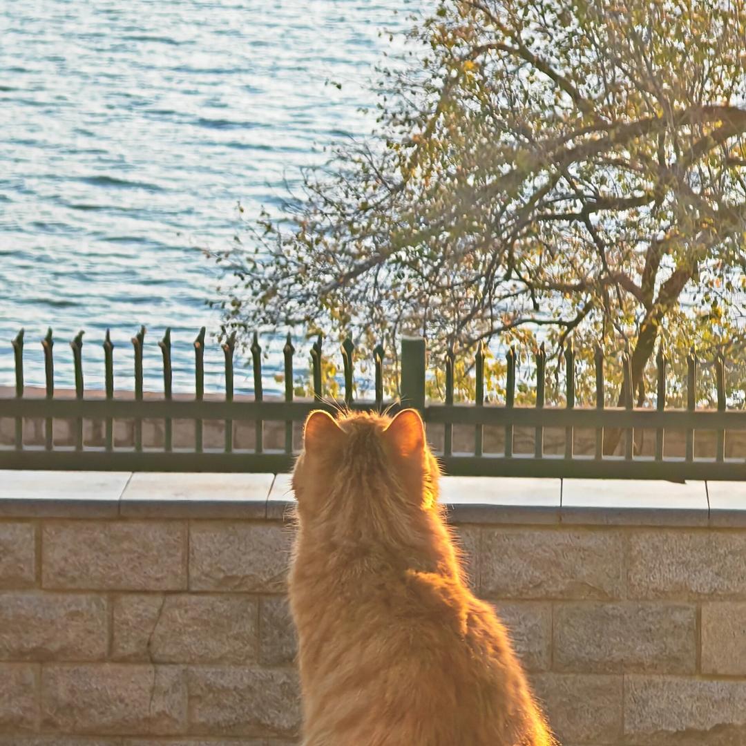 曲奇好物分享记