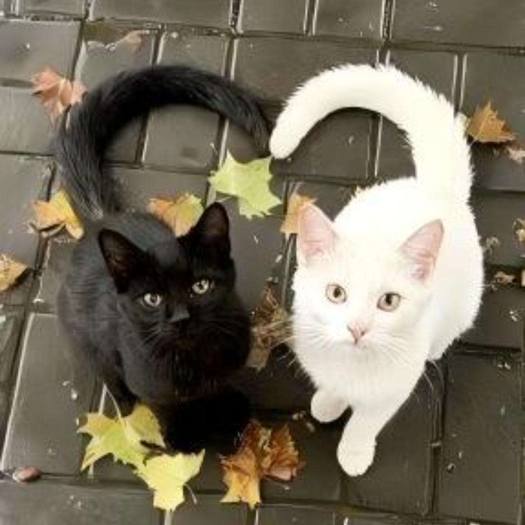 小西几贪财又好色