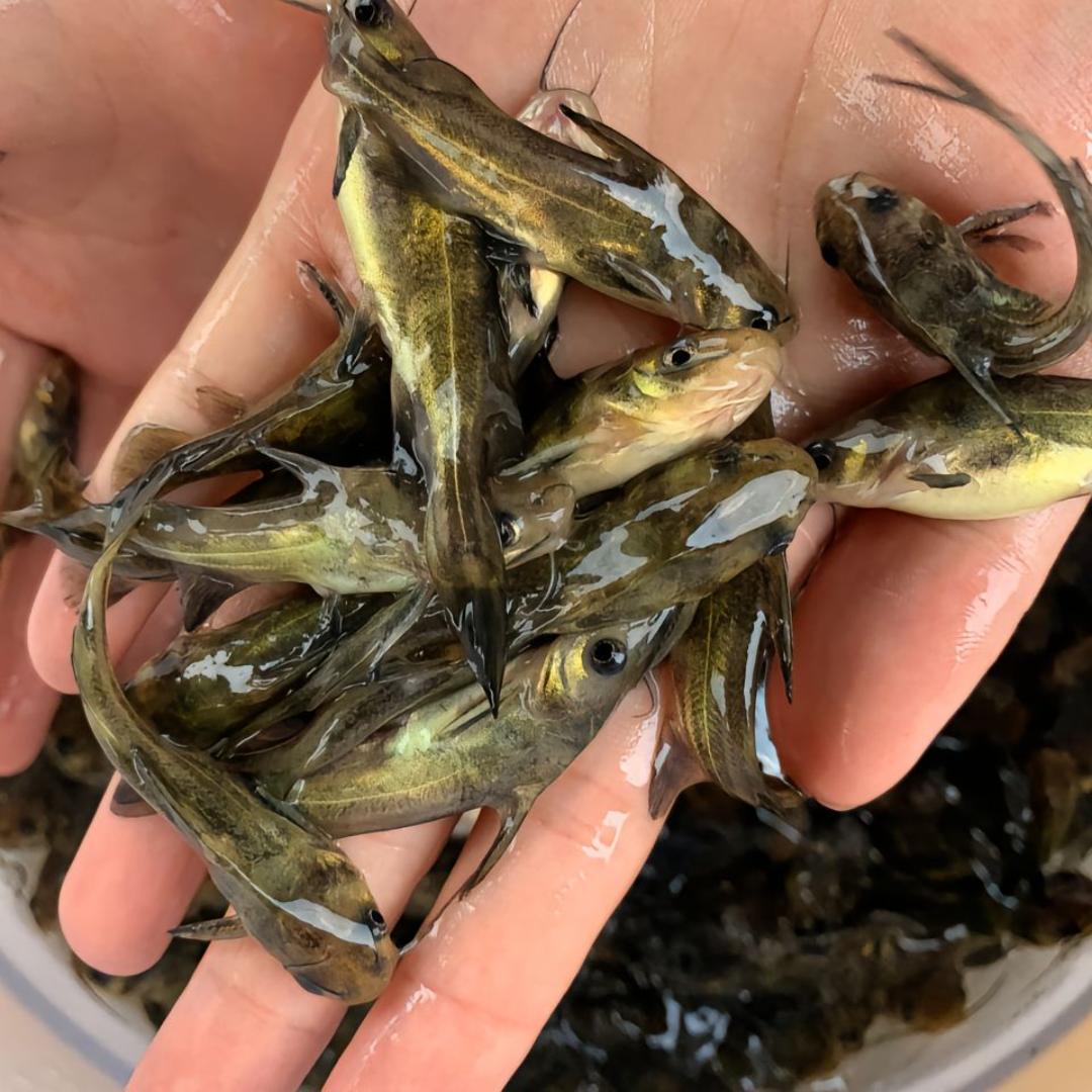 伟旺鱼苗繁育基地