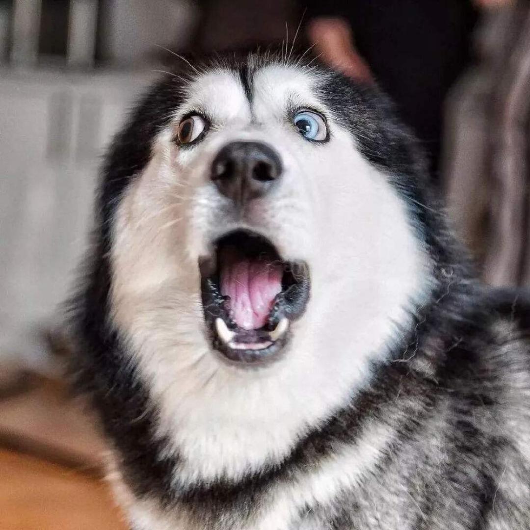 左狗拳