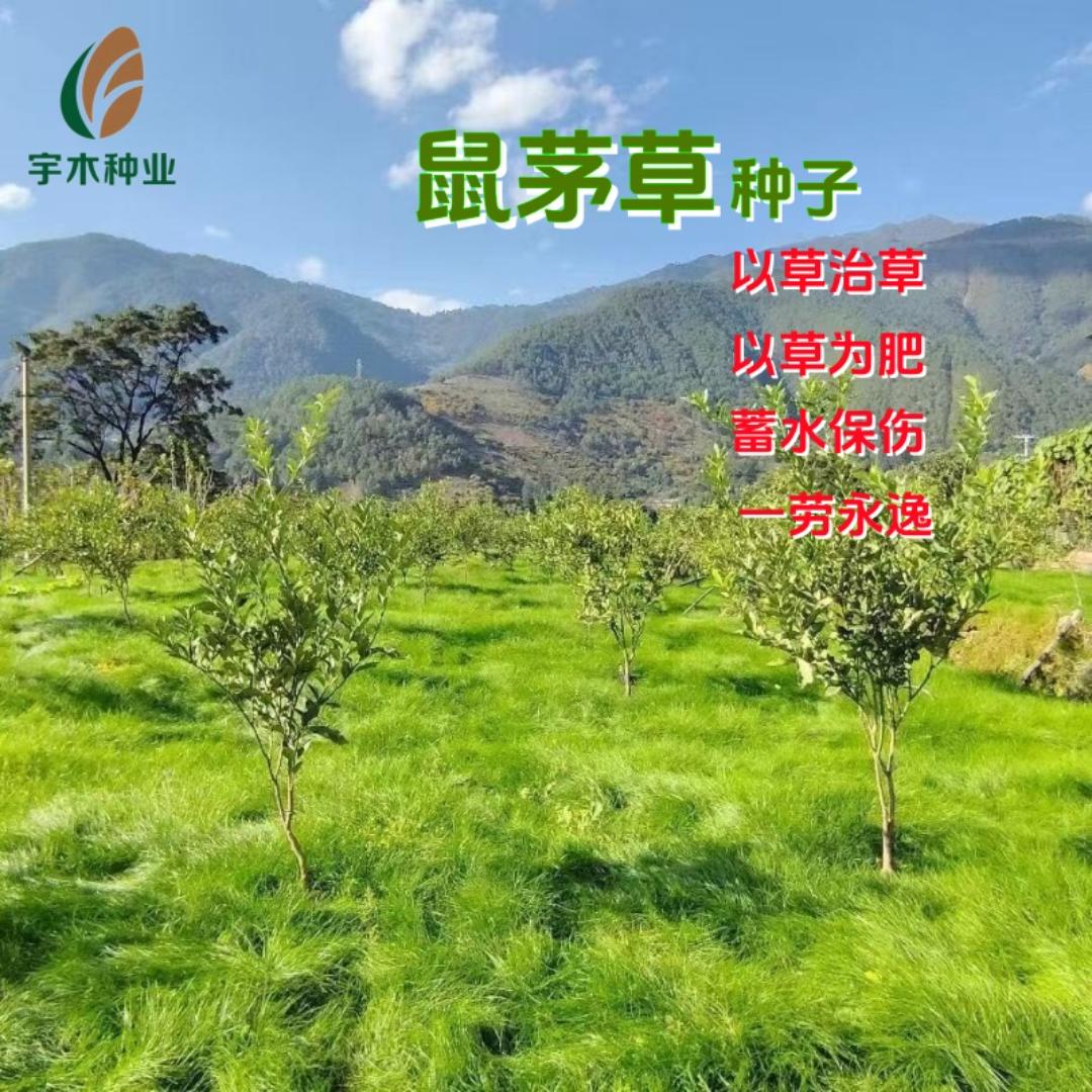 宇木种业（鼠茅草地头）