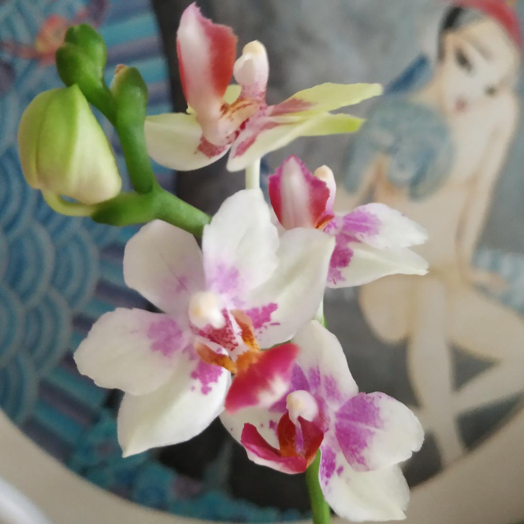 莲生的花园
