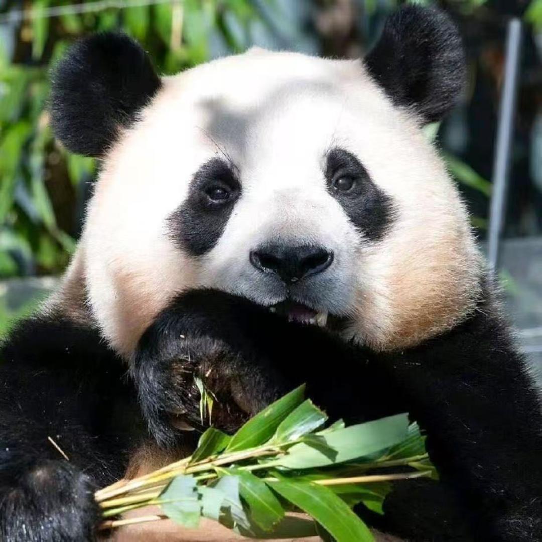 熊猫（逆水寒）