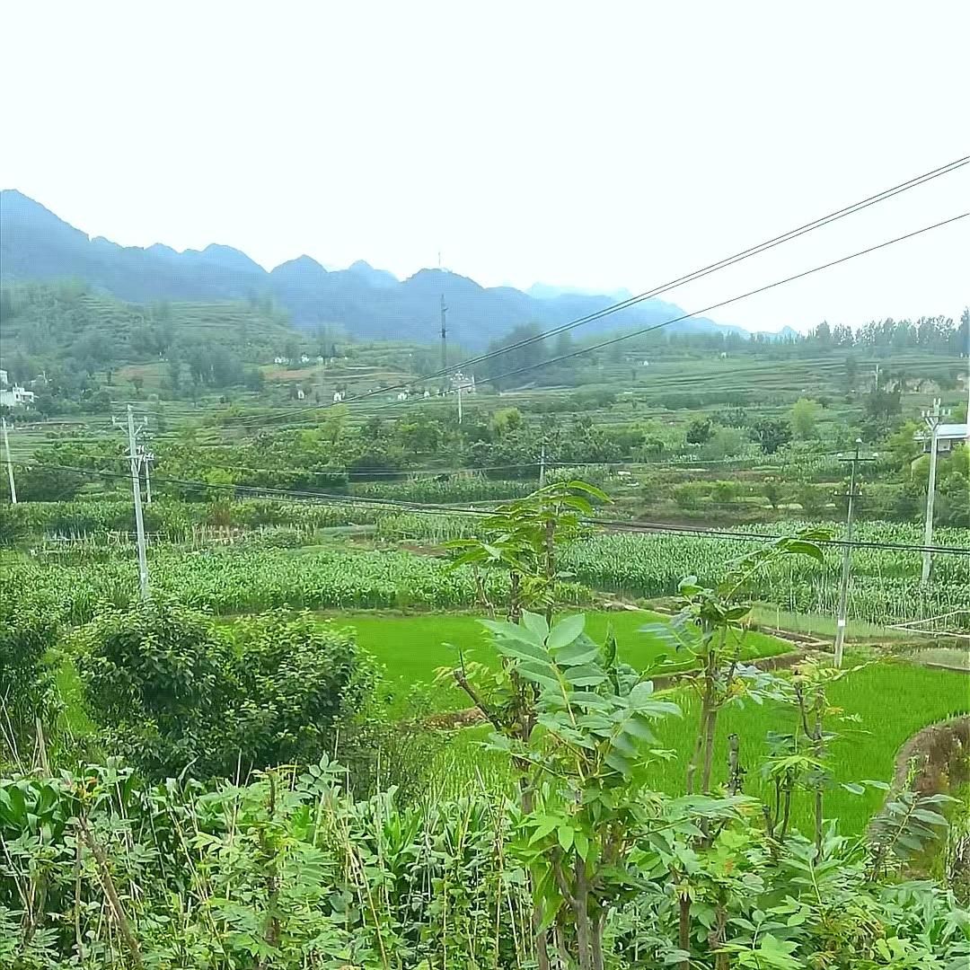 留行乡村