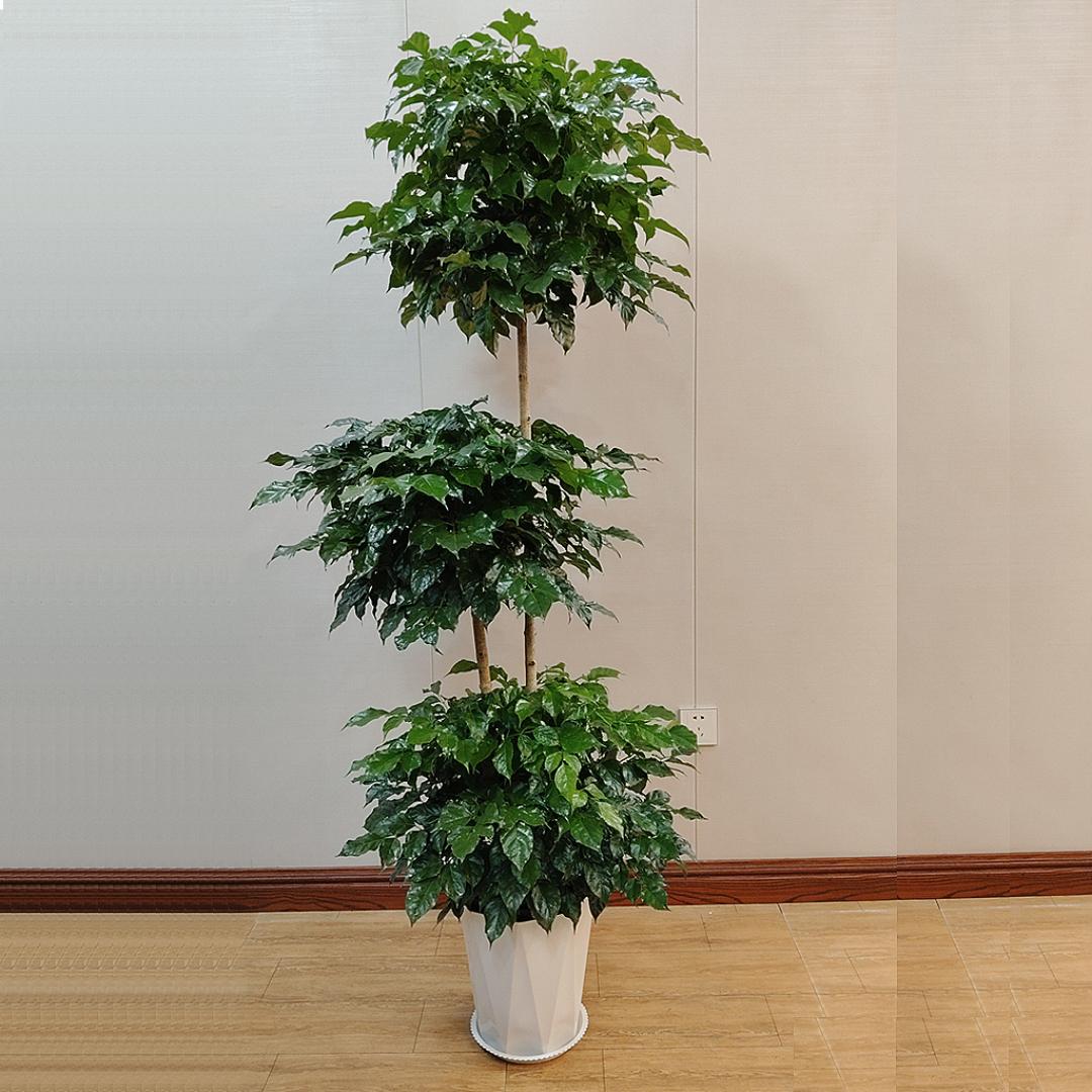 润绿园艺种植基地