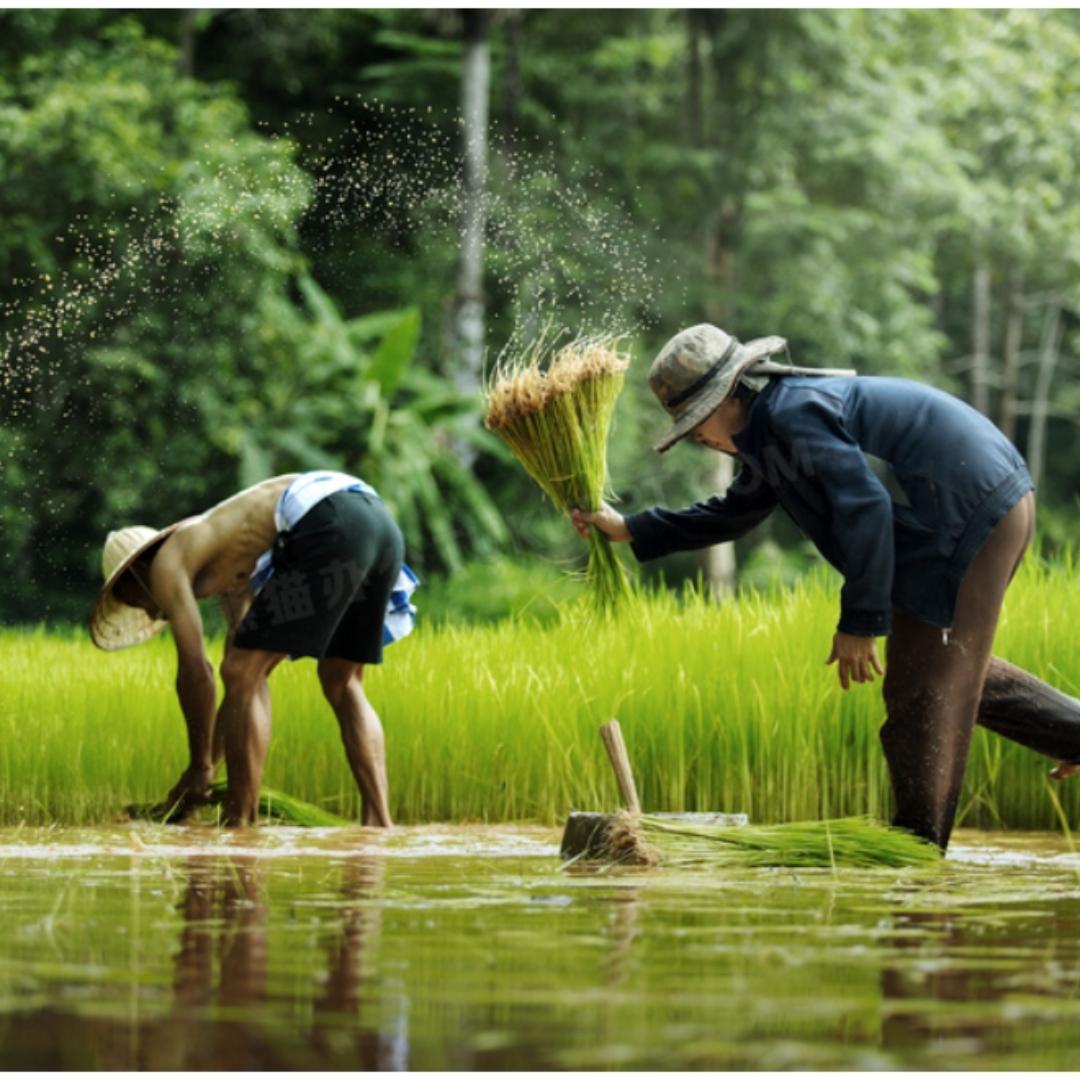 云南楚雄州供销