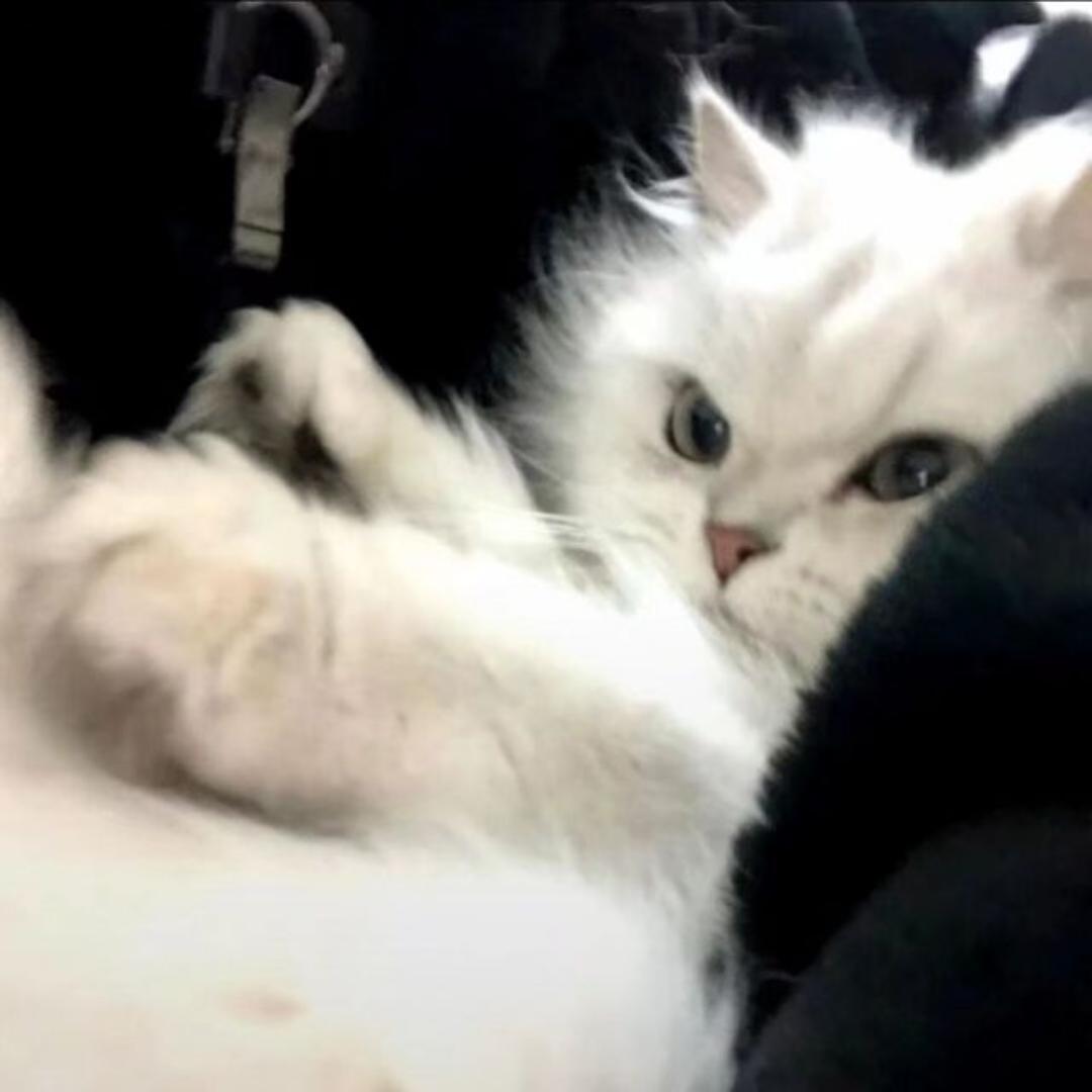 CioostCat