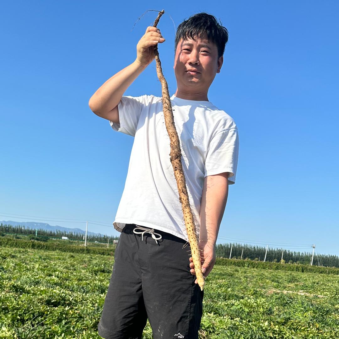 温县峻怀铁棍怀山农场